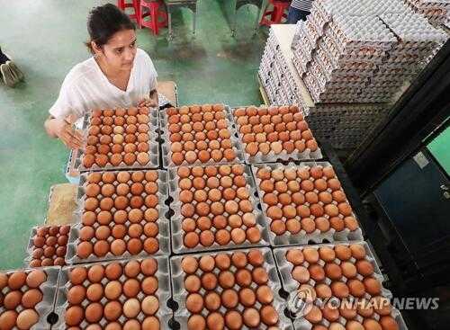 韩食品部:60家绿色无公害环保养鸡场检出毒