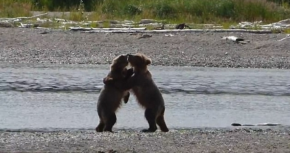 阿拉斯加“顽皮”幼熊摔跤 场面可爱逗趣