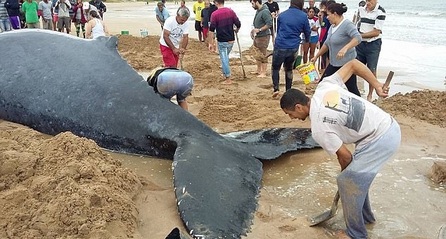 幼鲸搁浅巴西沙滩24小时 群众齐心协力终解救
