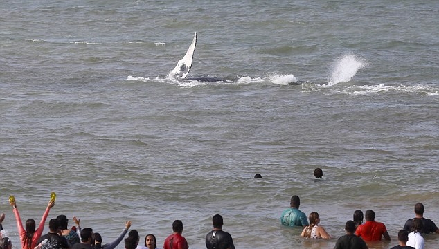 幼鲸搁浅巴西沙滩24小时 群众齐心协力终解救