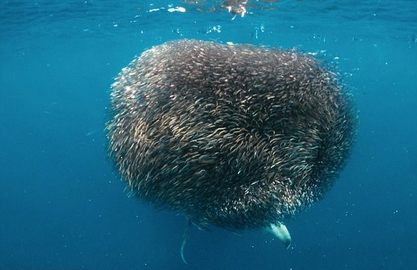 壮观！沙虎鲨穿梭大规模沙丁鱼群中大饱口福