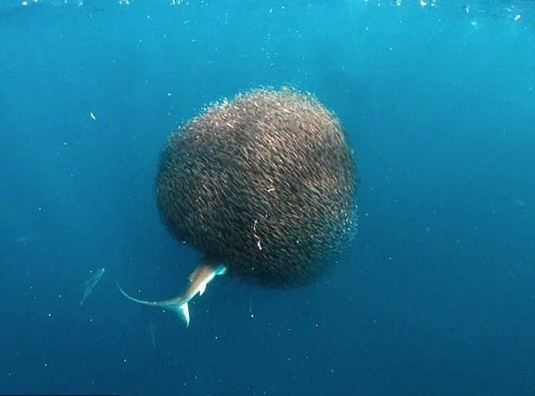 壮观！沙虎鲨穿梭大规模沙丁鱼群中大饱口福
