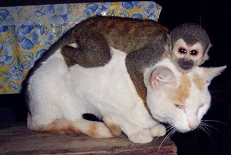 动物界的好基友们