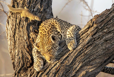 南非松鼠趁美洲豹睡着凑近“看热闹”