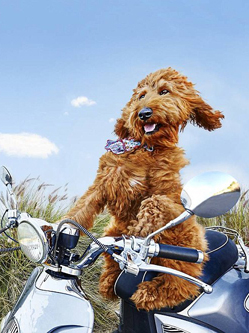 澳宠物影赛各路“萌宠”惹人爱怜