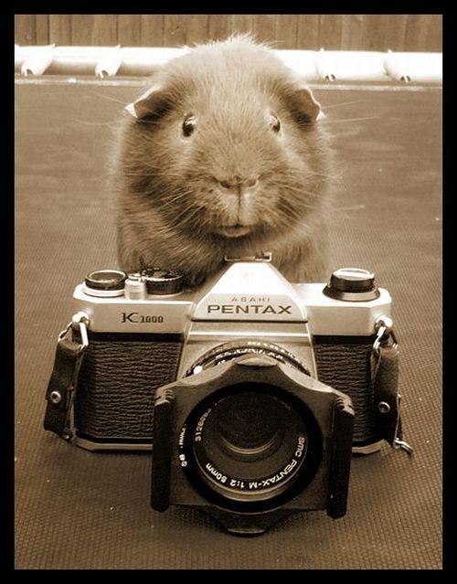 动物界的摄影大师上线了图片