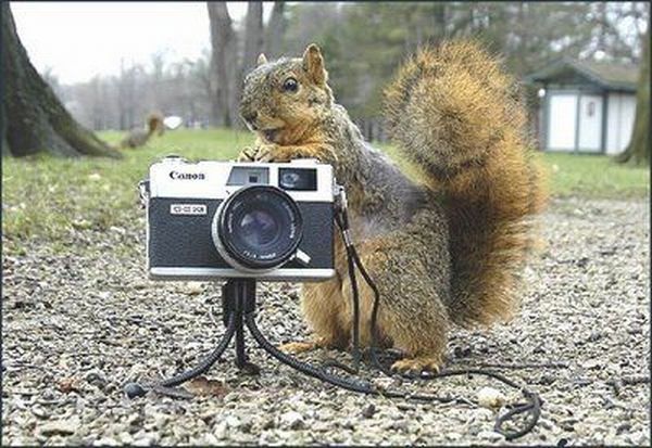 动物界的摄影大师上线了图片