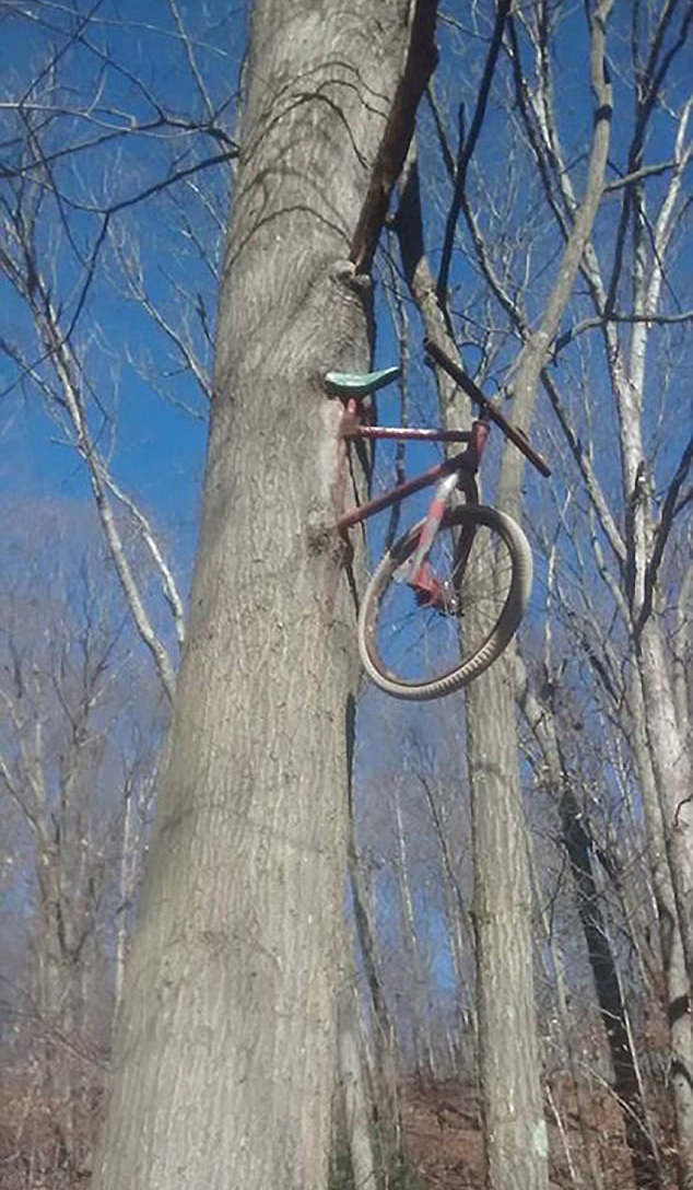 长成这样的树真是霸气十足图片