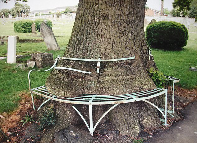 长成这样的树真是霸气十足图片