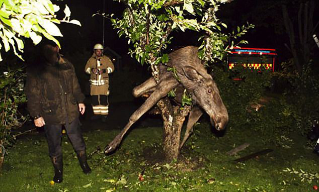 长成这样的树真是霸气十足图片