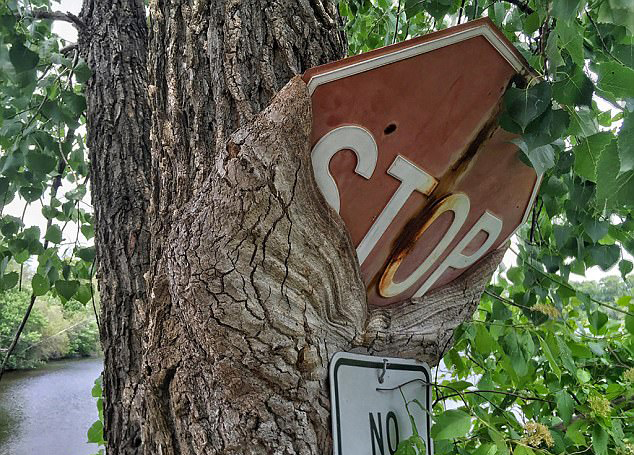 长成这样的树真是霸气十足图片