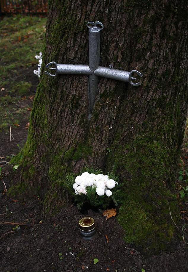 长成这样的树真是霸气十足图片