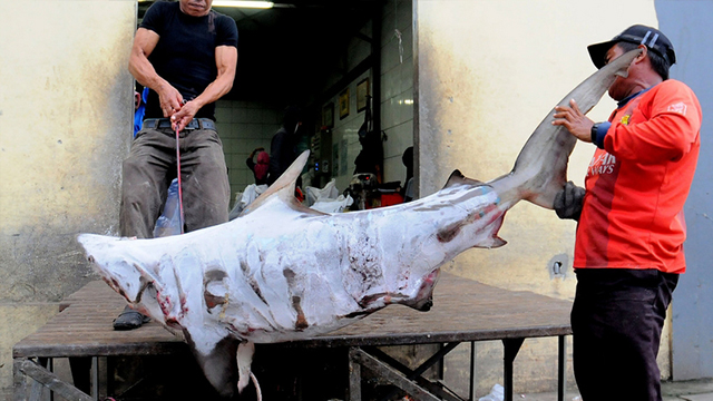 血腥的鱼翅贸易:印尼渔民非法捕杀鲨鱼
