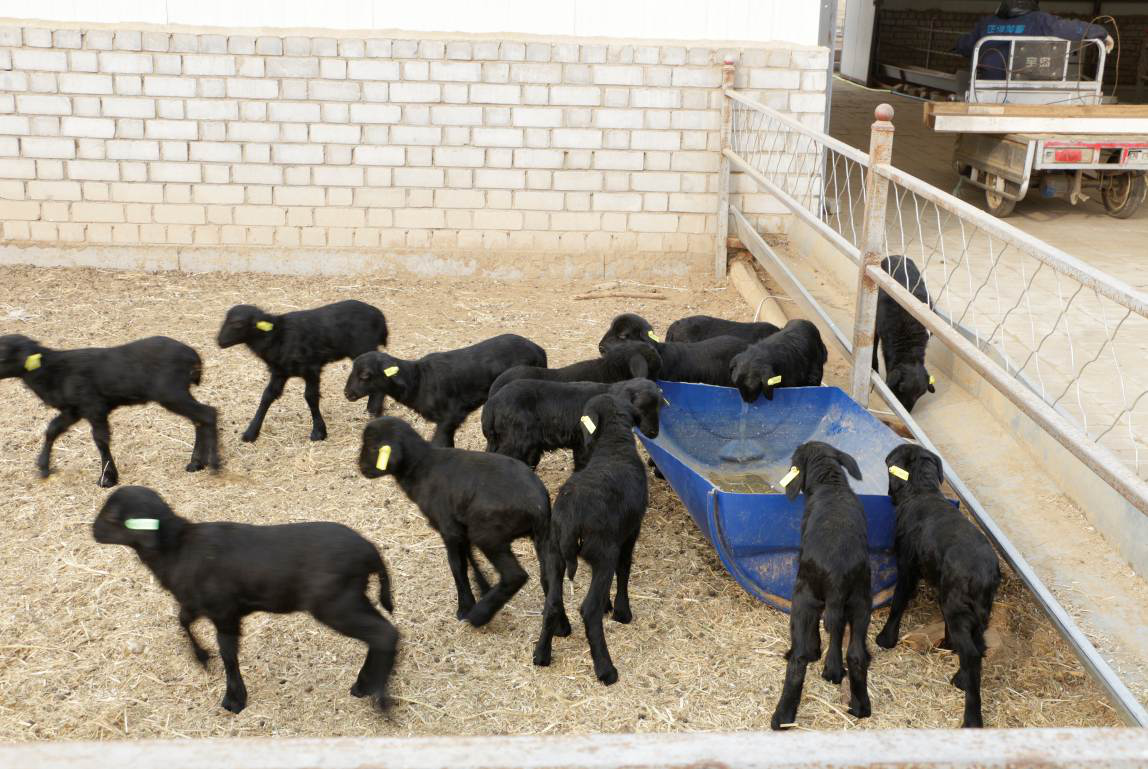 草原乌骨羊:走向世界的中国自主优良畜牧品种