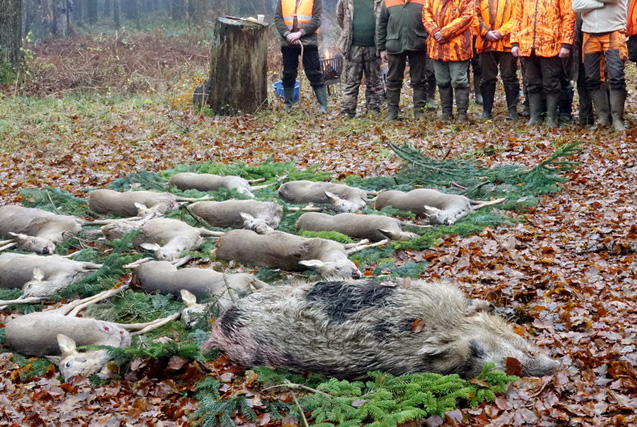 德国开启狩猎季 2万猎人上演残忍“杀戮”