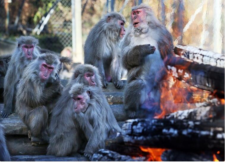 日本猴抢夺烤红薯 围篝火堆伸手取暖模样搞笑