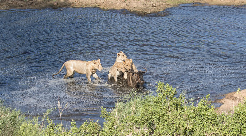 南非落单角马势单力薄遭四只饥饿母狮捕杀