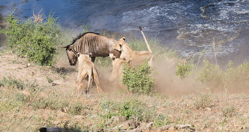 南非落单角马势单力薄遭四只饥饿母狮捕杀