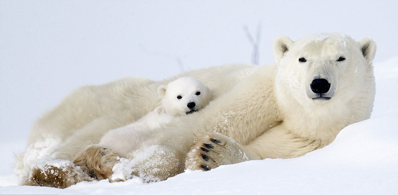 加拿大小北极熊粘着妈妈嬉戏憨萌模样惹人爱