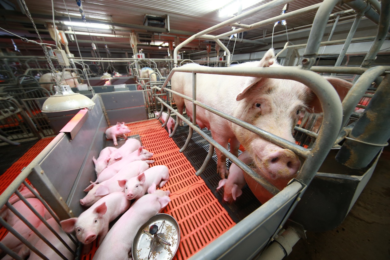 智能养猪舍农业和性能以及选猪舍地点 养猪场沙盘_风机