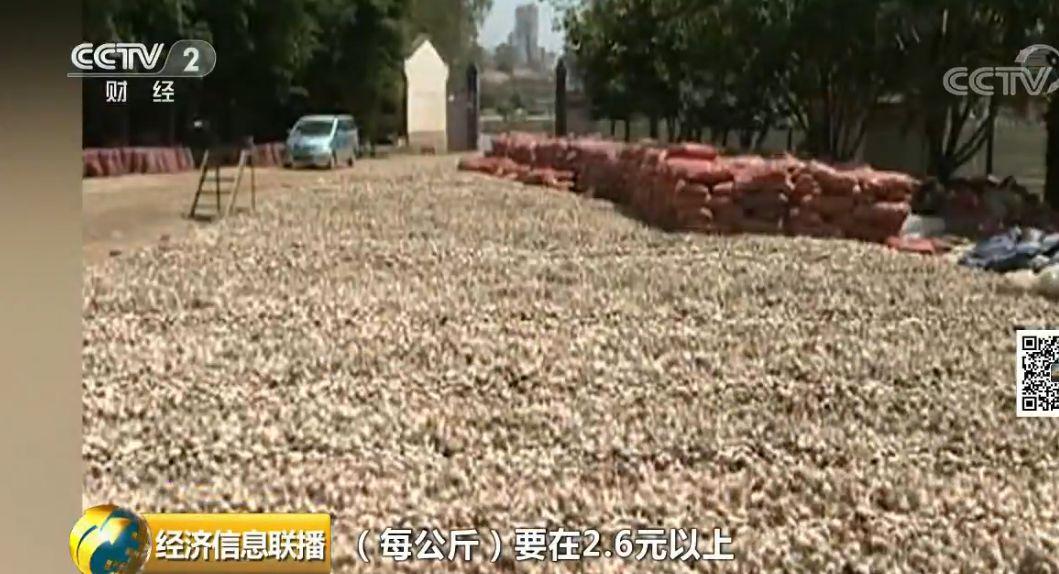 炒房不如炒蒜？“蒜你狠”威风不再价格暴跌9成