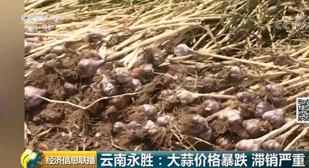炒房不如炒蒜？“蒜你狠”威风不再价格暴跌9成