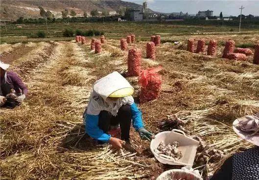 炒房不如炒蒜？“蒜你狠”威风不再价格暴跌9成