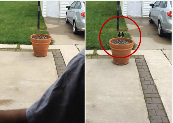 萌翻！狗狗不想回家跟主人玩起捉迷藏