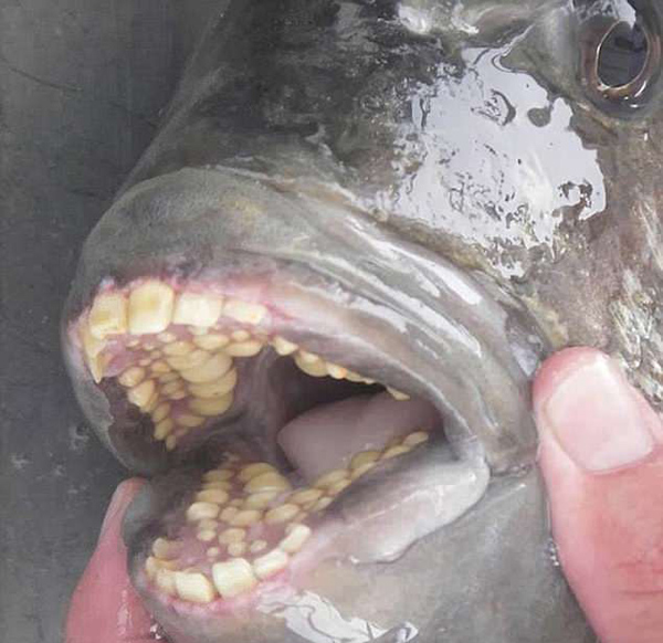 猜这是什么?美南卡罗莱纳州发现怪鱼牙齿似人