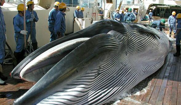 日本拟在国际会议上提议重启商业捕鲸?日本媒