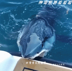 神奇世界看看看