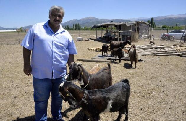 土耳其一足球俱乐部卖掉18名球员买10只羊,理