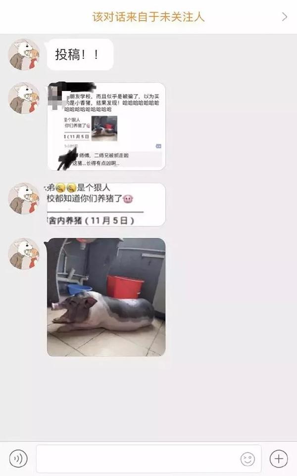 广东一大学生在校养猪被通报批评:宿舍到底能
