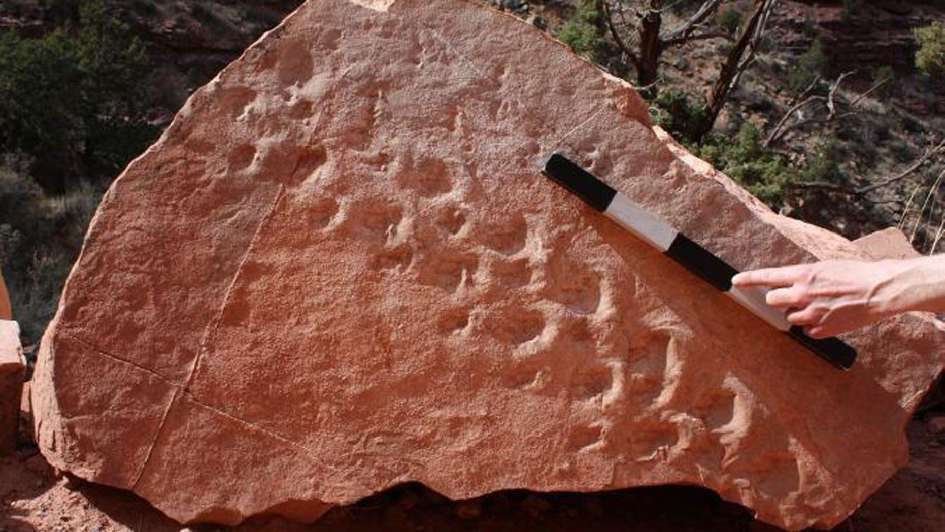 美大峡谷发现3亿年前爬行动物侧步行走脚印化石