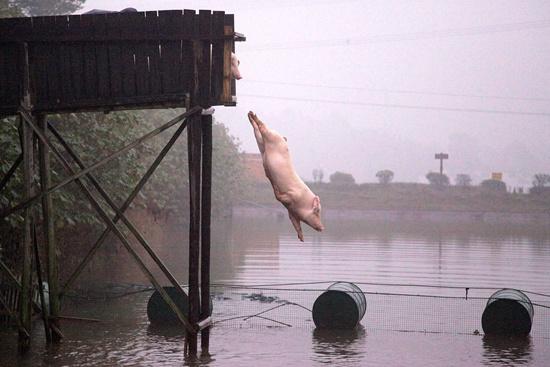 保卫中国土猪:4个地方猪种已确定灭绝,31个品