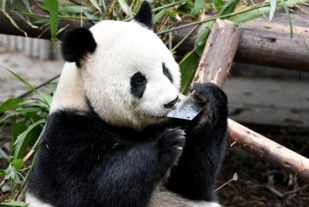 成都大熊猫玩饲养员遗忘的菜刀 繁育研究基地