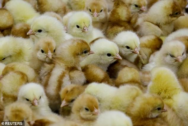 英国科学家研究抗禽流感转基因超级鸡