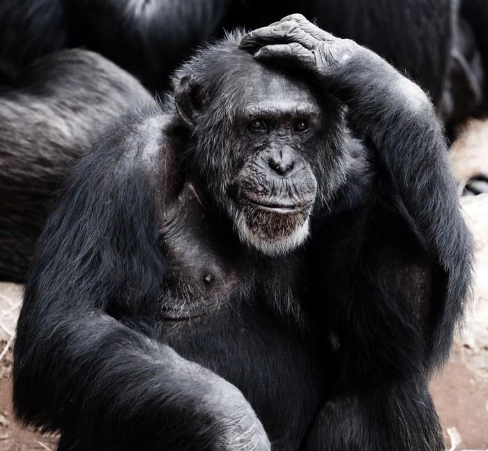 科学家发现猩猩可以像人类一样谈论过去