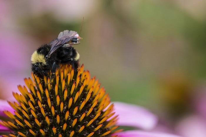 研究人员发现蜜蜂可以做基本的数学运算