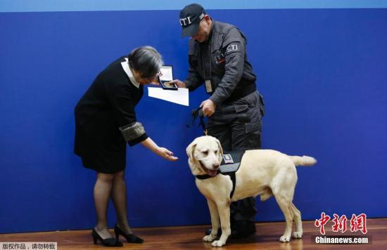 新西兰嗅探犬数量告急 数千邮轮旅客未经检查就放行