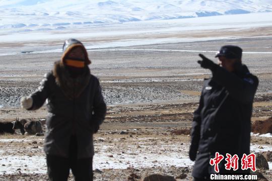 降雪致野生动物受灾 西藏阿里林业为420头野牦牛投放食物
