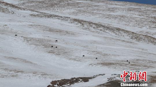 降雪致野生动物受灾 西藏阿里林业为420头野牦牛投放食物
