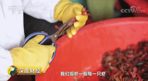 今年的小龙虾已经来了 有人每天靠吃它年薪60万