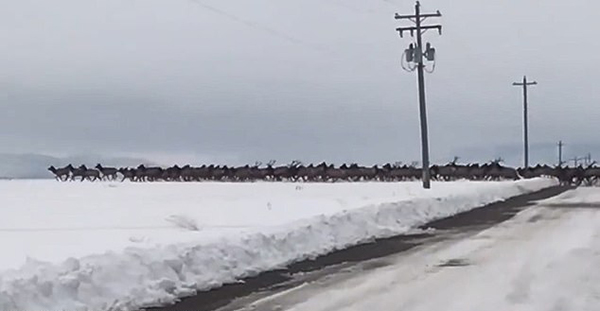 美国西部700头麋鹿集体穿越雪地蔚为壮观