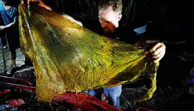 菲律宾海岸现喙鲸尸体 胃中塑料垃圾达38千克