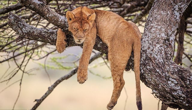 世界睡眠日:动物睡姿千奇百态 “睡艺”精湛