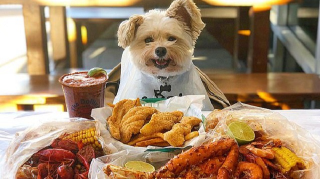 从“流浪儿”到网红!美“甜狗”成为美食明星