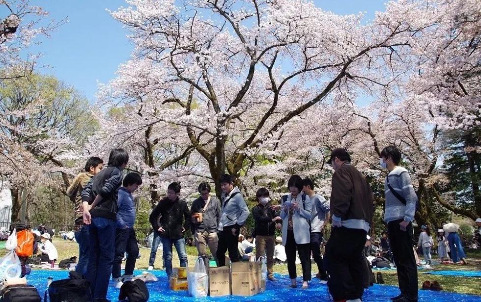 在日本，穿和服赏樱花的十有八九是中国人！