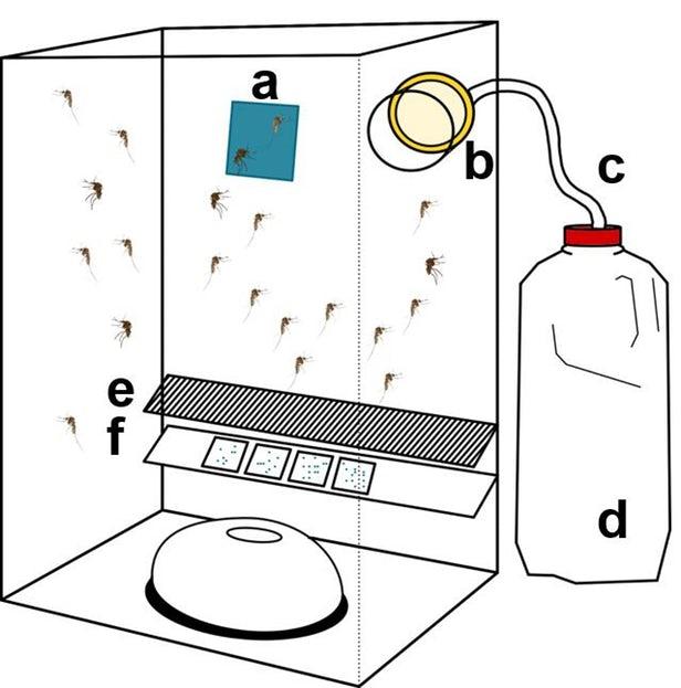 科学家利用蚊子的排泄物更快地检测其携带的病毒