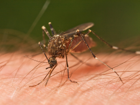 科学家利用蚊子的排泄物更快地检测其携带的病毒